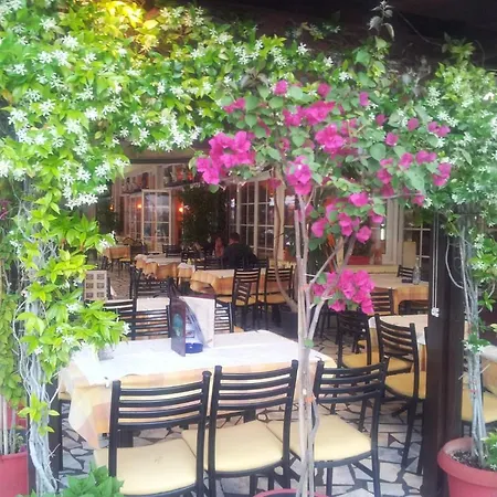 White Rose Олимпиаки-Акти